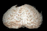 大脆心形海膽藏品圖，第3張