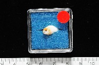 柏生彈頭螺藏品圖，第8張