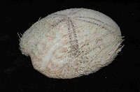 大脆心形海膽藏品圖，第2張
