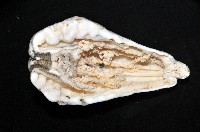 未知種海葵(海葵目)藏品圖，第1張