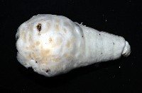 未知種海葵(海葵目)藏品圖，第4張