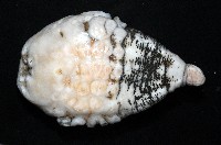 未知種海葵(海葵目)藏品圖，第6張