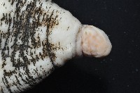 未知種海葵(海葵目)藏品圖，第7張