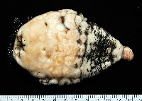 未知種海葵(海葵目)藏品圖，第8張