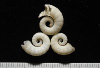 卷殼烏賊(旋殼烏賊)藏品圖，第2張