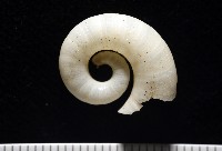 卷殼烏賊(旋殼烏賊)藏品圖，第3張