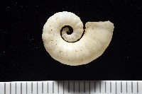 卷殼烏賊(旋殼烏賊)藏品圖，第7張