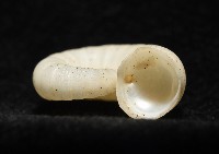 卷殼烏賊(旋殼烏賊)藏品圖，第8張