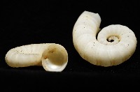 卷殼烏賊(旋殼烏賊)藏品圖，第10張