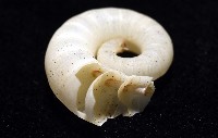 卷殼烏賊(旋殼烏賊)藏品圖，第12張
