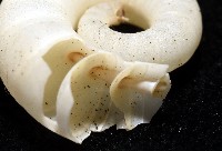卷殼烏賊(旋殼烏賊)藏品圖，第13張