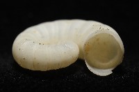 卷殼烏賊(旋殼烏賊)藏品圖，第15張