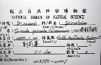 卷殼烏賊(旋殼烏賊)藏品圖，第20張