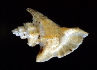四翼芭蕉螺藏品圖，第3張