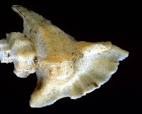 四翼芭蕉螺藏品圖，第4張