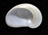 清平扁玉螺藏品圖，第4張