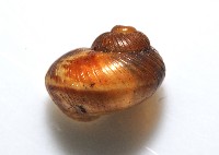 膨脹大山蝸牛藏品圖，第2張