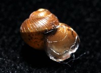 膨脹大山蝸牛藏品圖，第3張