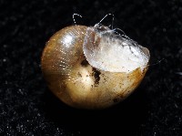 膨脹大山蝸牛藏品圖，第4張
