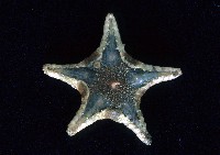 粗荒漠海星藏品圖，第1張