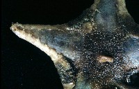 粗荒漠海星藏品圖，第2張