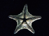 粗荒漠海星藏品圖，第3張