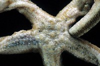 未知種正海星藏品圖，第2張
