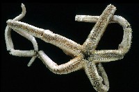 未知種正海星藏品圖，第3張