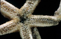 未知種正海星藏品圖，第4張
