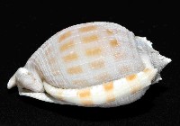 布紋鬘螺藏品圖，第3張
