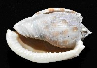 布紋鬘螺藏品圖，第4張