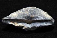 未知種尖翼石燕(化石)藏品圖，第4張
