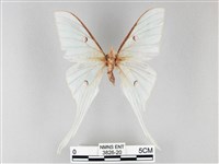 姬長尾水青蛾藏品圖，第1張