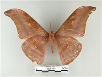 紅目天蠶蛾藏品圖，第2張