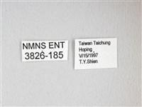 紅目天蠶蛾藏品圖，第3張