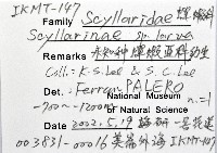 未知種蟬蝦亞科幼生藏品圖，第12張