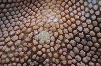 日本五角海星藏品圖，第2張