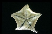 日本五角海星藏品圖，第3張