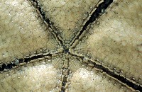 日本五角海星藏品圖，第4張