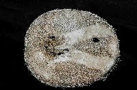 易碎脆心形海膽藏品圖，第4張