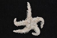 太陽海星之一種藏品圖，第2張