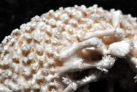 太陽海星之一種藏品圖，第5張