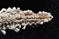 太陽海星之一種藏品圖，第8張