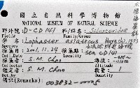 太陽海星之一種藏品圖，第12張
