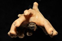 寄居蟹鞘群海葵藏品圖，第6張