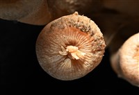 寄居蟹鞘群海葵藏品圖，第8張