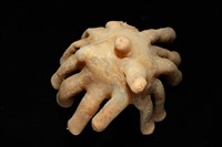 寄居蟹鞘群海葵藏品圖，第10張