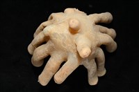 寄居蟹鞘群海葵藏品圖，第11張
