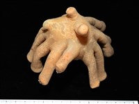 寄居蟹鞘群海葵藏品圖，第12張