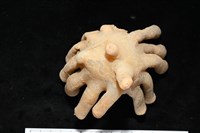 寄居蟹鞘群海葵藏品圖，第13張